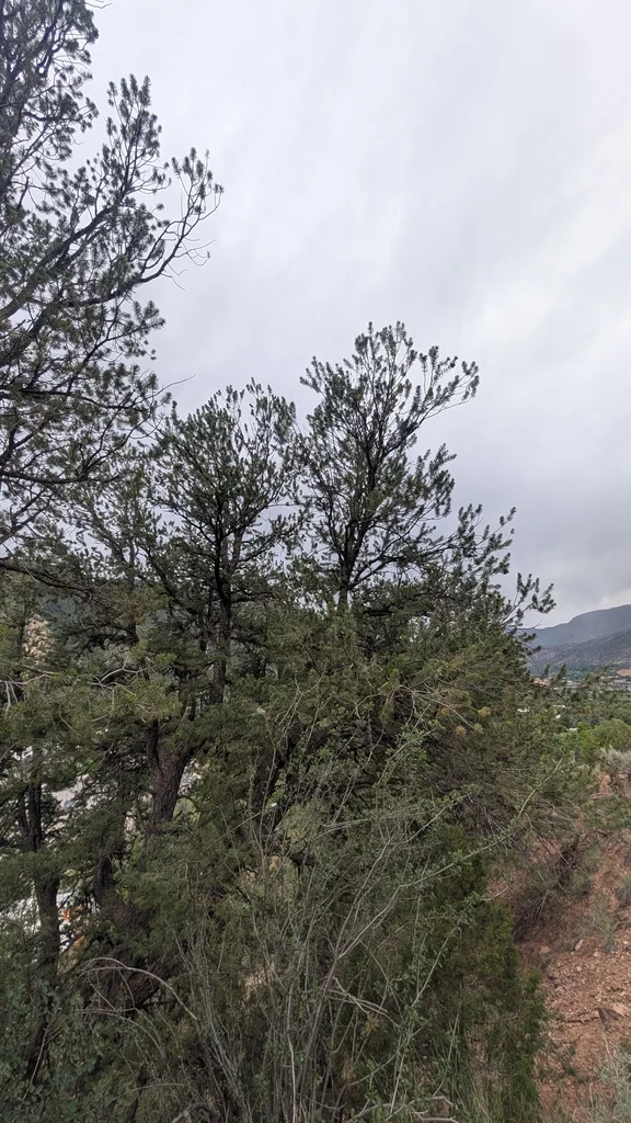 Pinus Edulis
