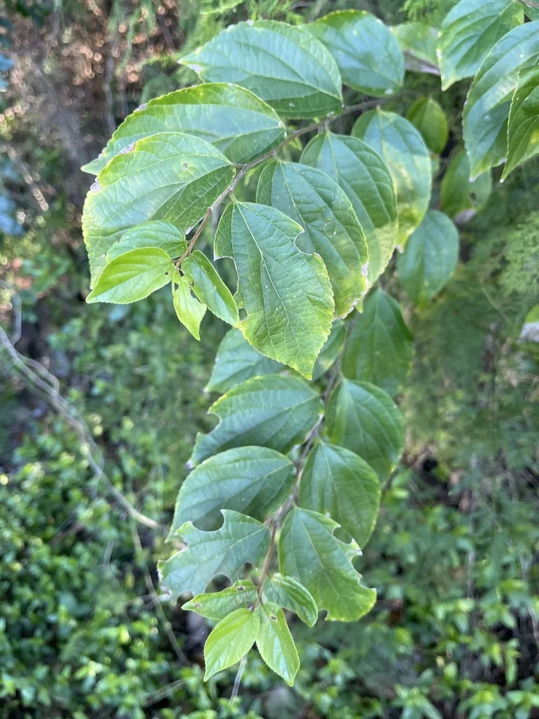 Celtis Sinensis