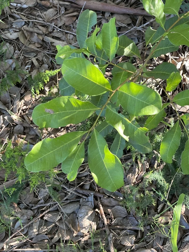Cupaniopsis Anacardioides