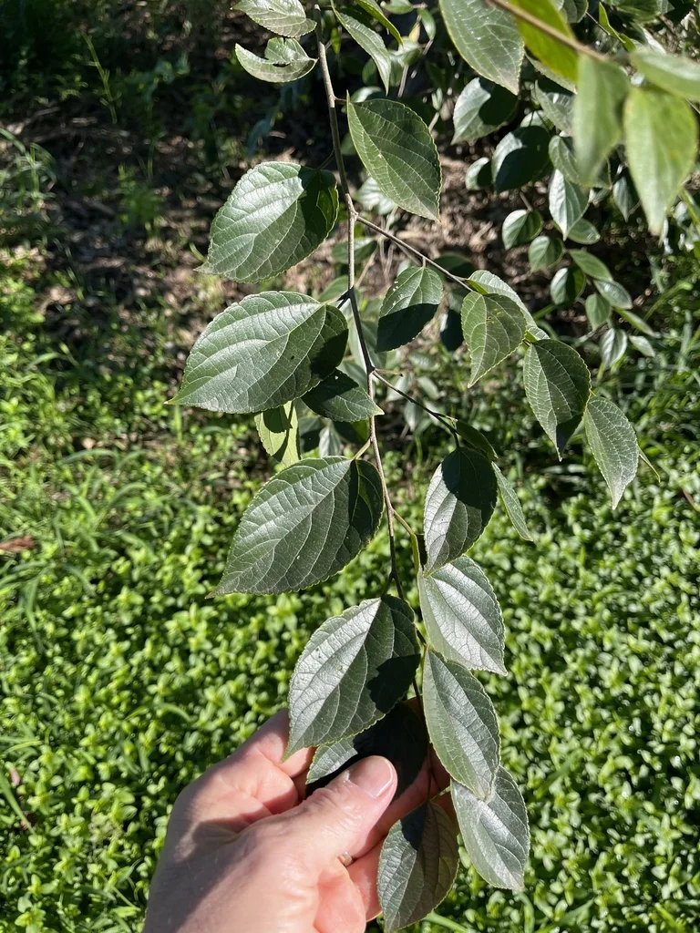 Celtis Sinensis