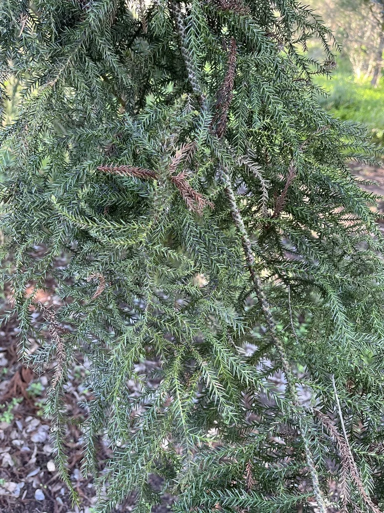 Araucaria Cunninghamii