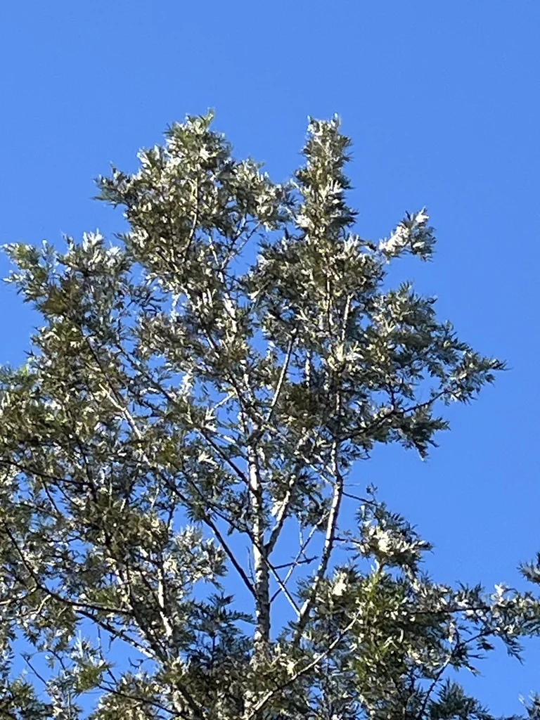 Grevillea Robusta