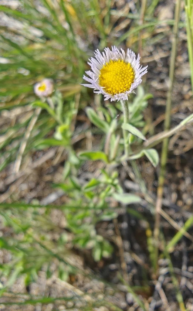 Erigeron Divergens