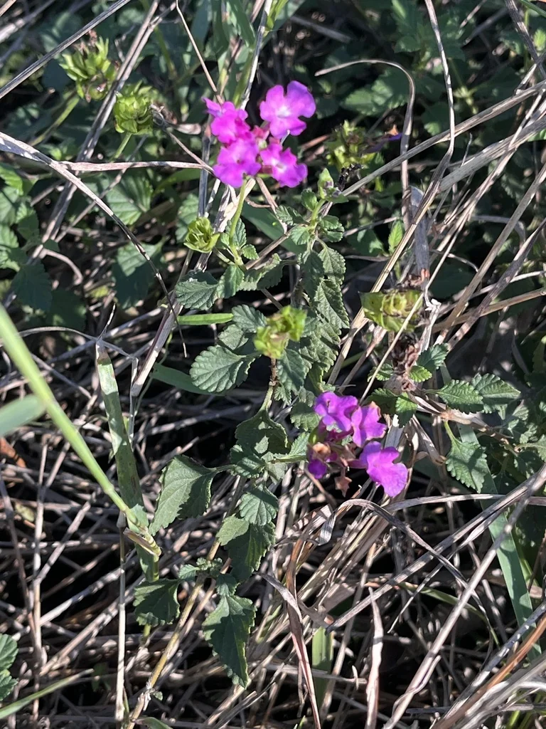 Lantana montevidensis