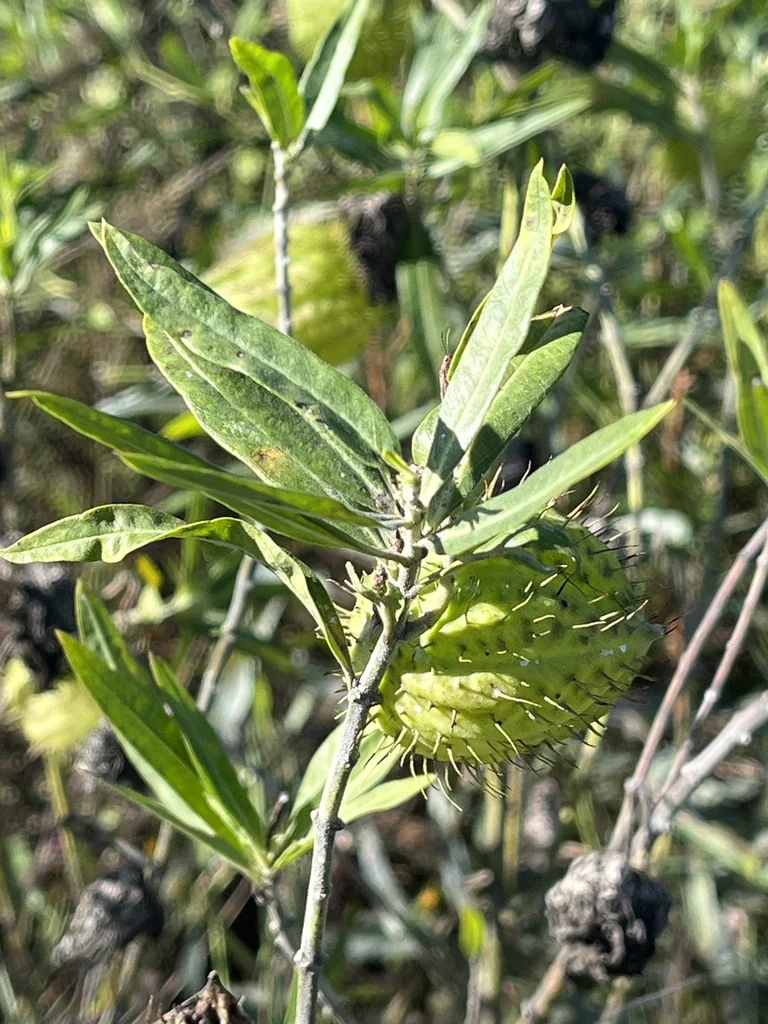 Gomphocarpus Physocarpus