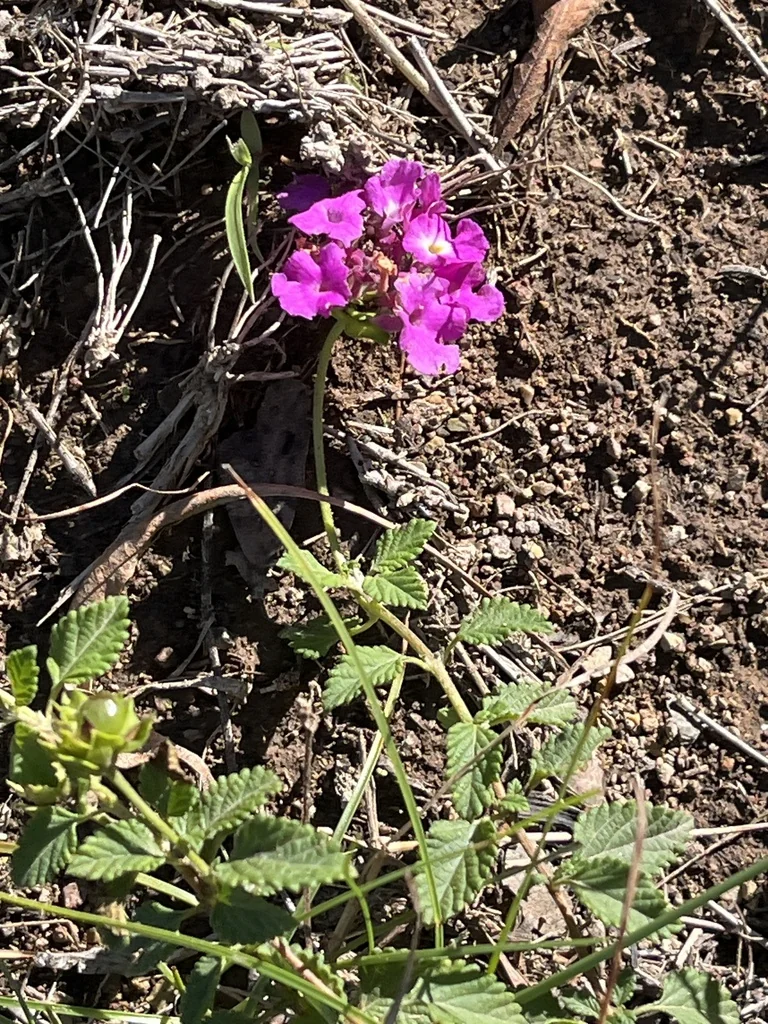 Lantana montevidensis