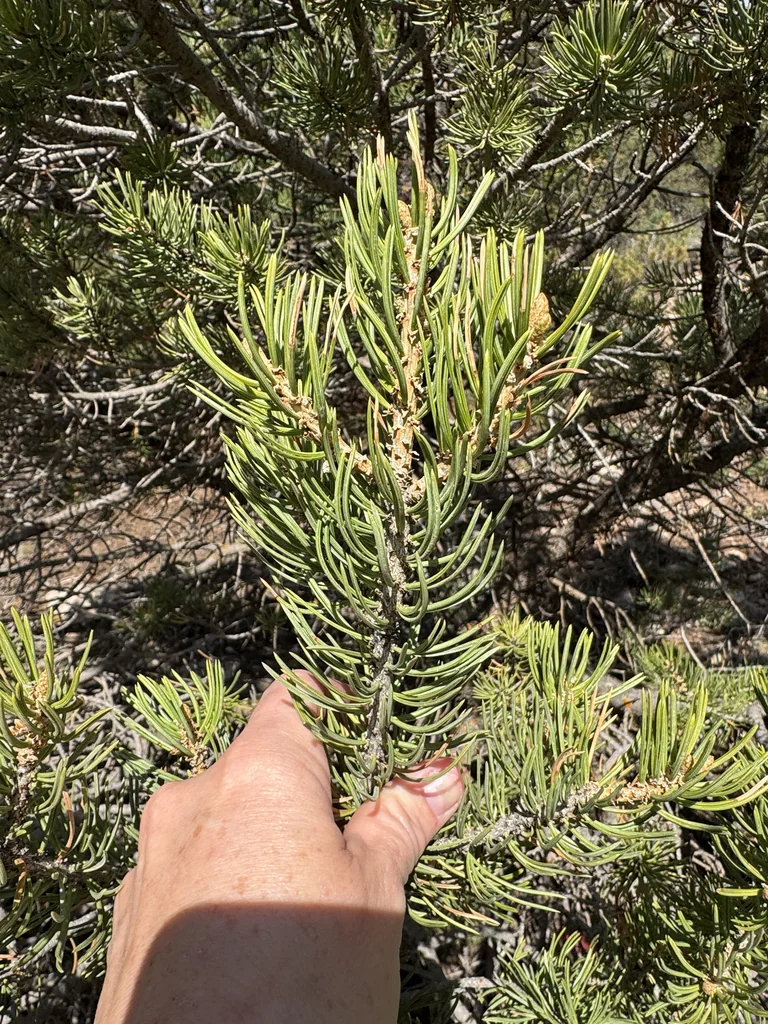 Pinus Edulis