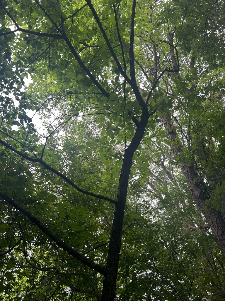 Ulmus Rubra