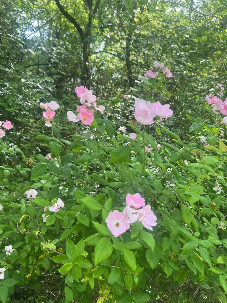 Rosa Setigera