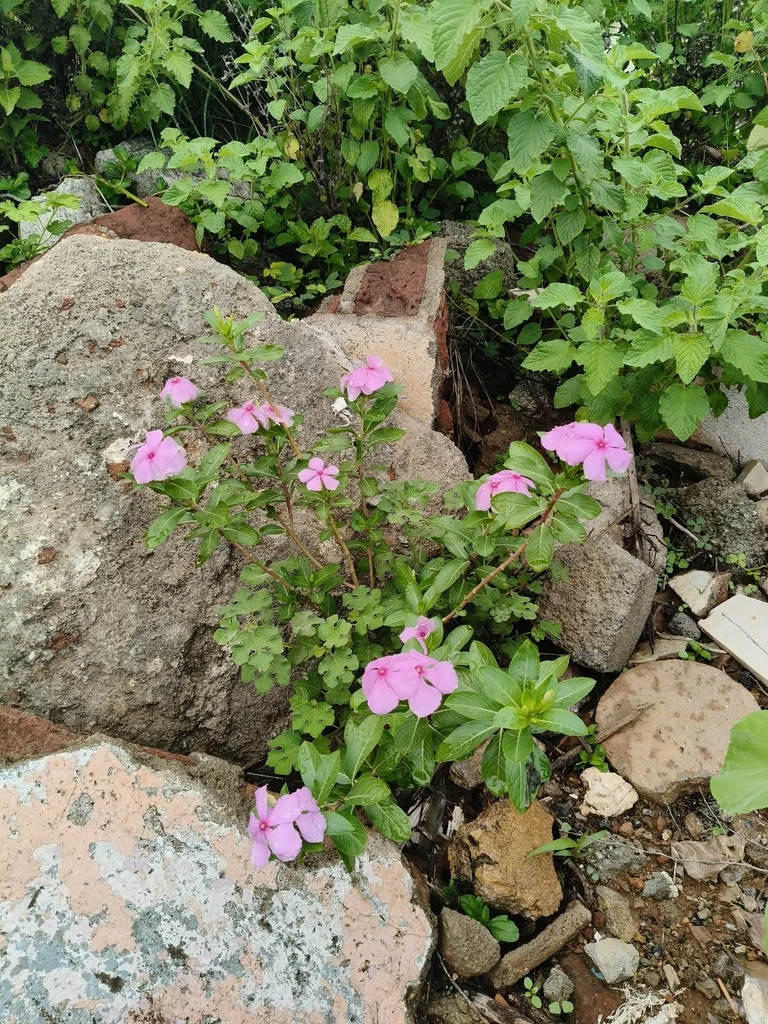 Catharanthus Roseus