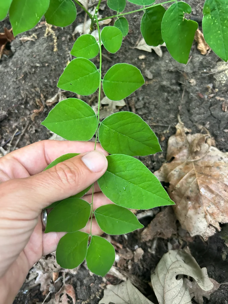 Gymnocladus Dioicus