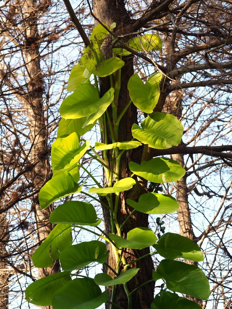 Epipremnum aureum
