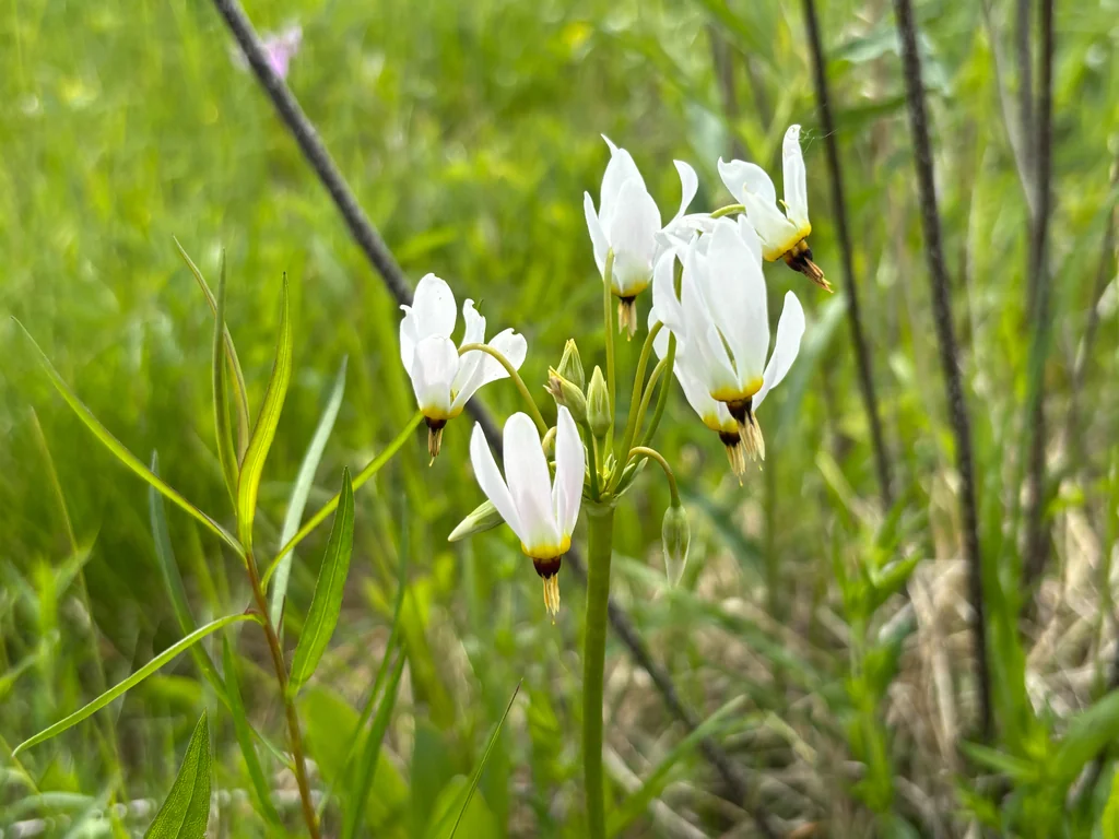 Dodecatheon Meadia