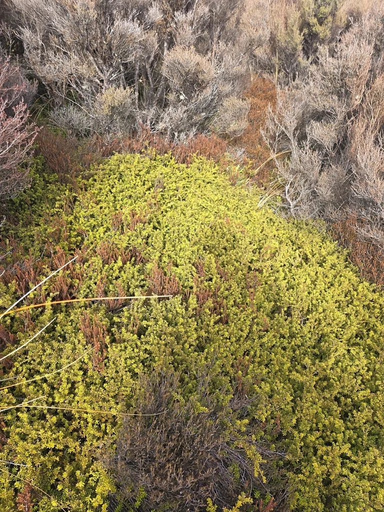Podocarpus Nivalis