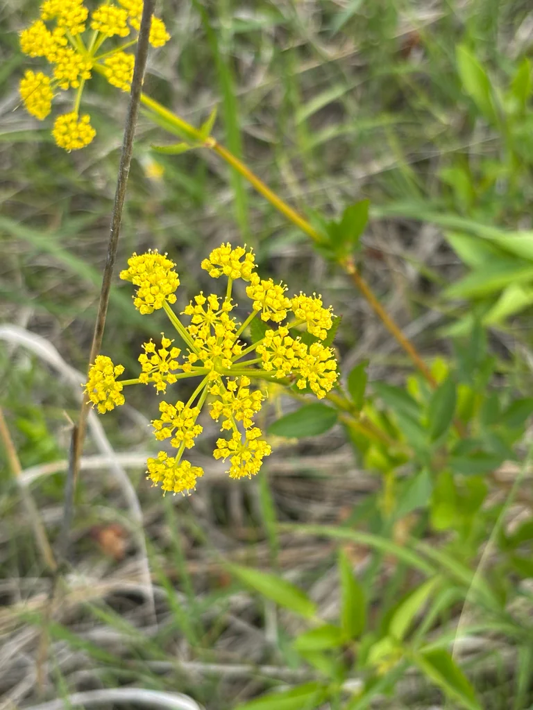 Zizia Aurea