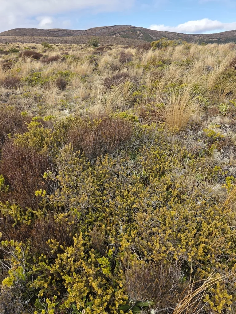Podocarpus Nivalis