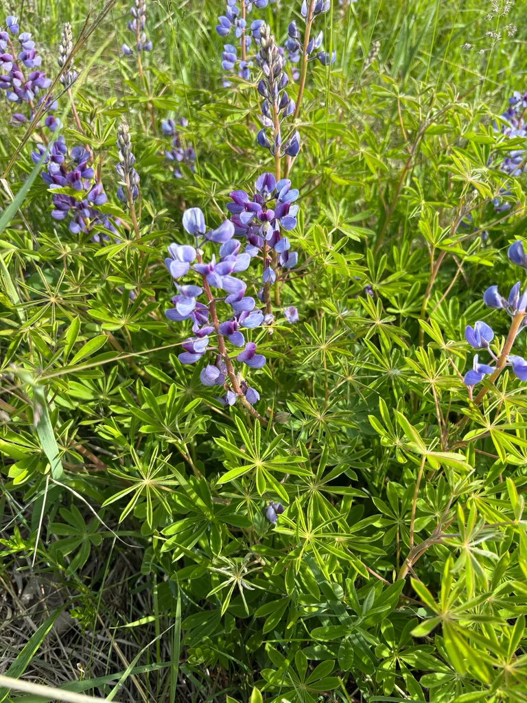 Lupinus Perennis
