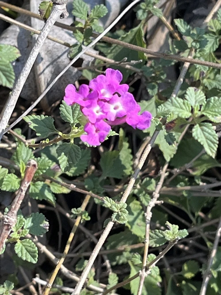 Lantana montevidensis