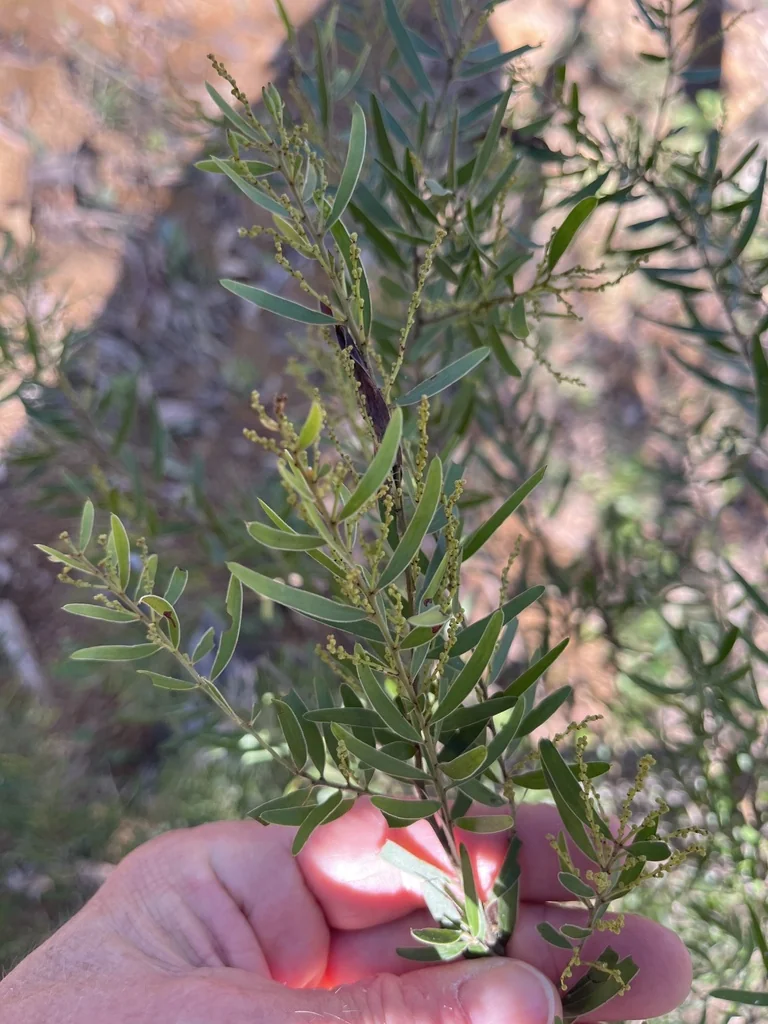 Acacia Fimbriata