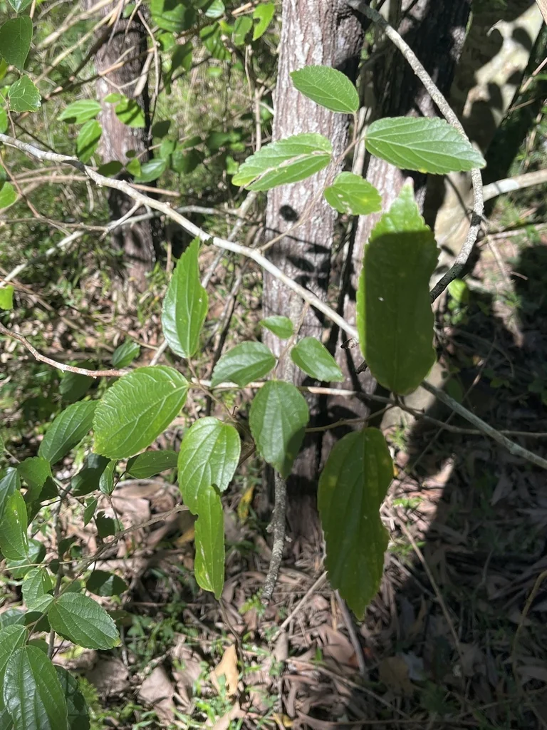 Celtis Sinensis