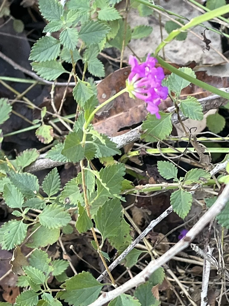Lantana montevidensis