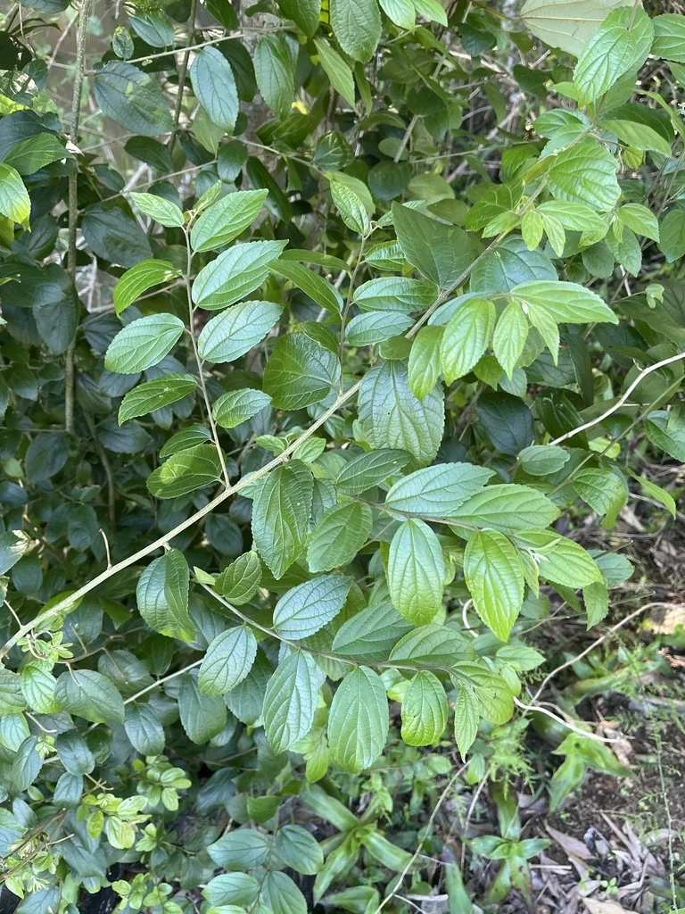Celtis Sinensis