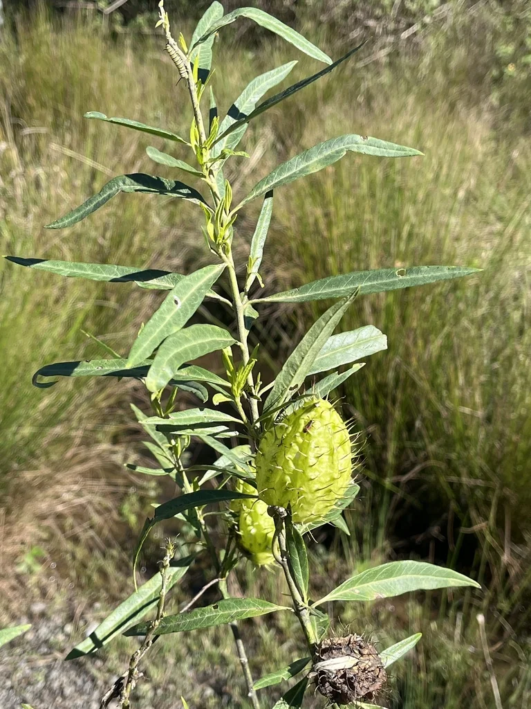 Gomphocarpus Physocarpus