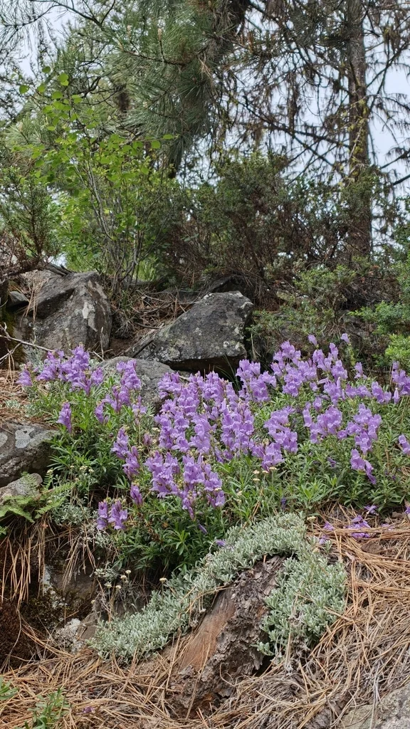 Penstemon Fruticosus