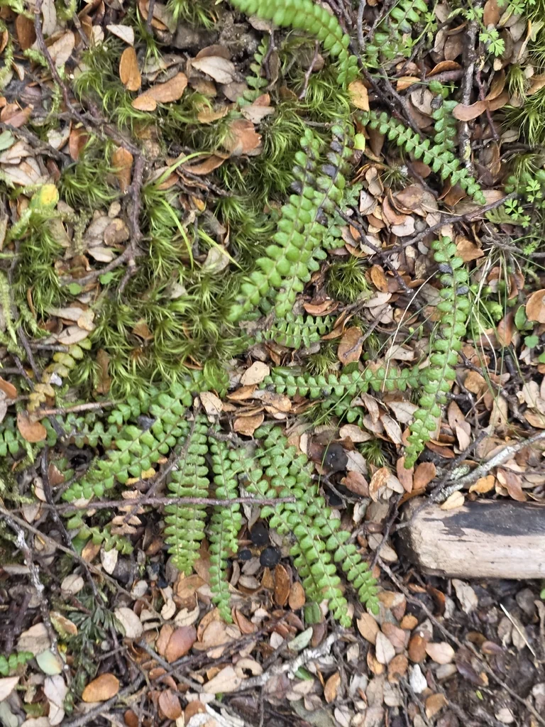 Blechnum Penna-Marina