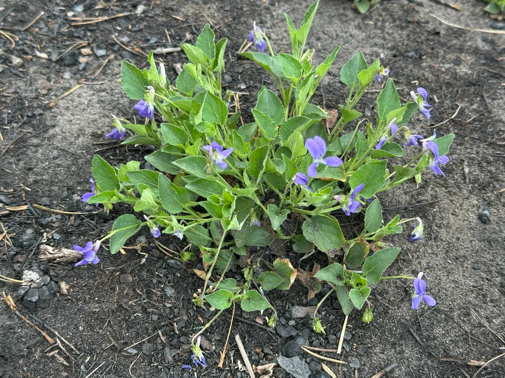 Viola Adunca