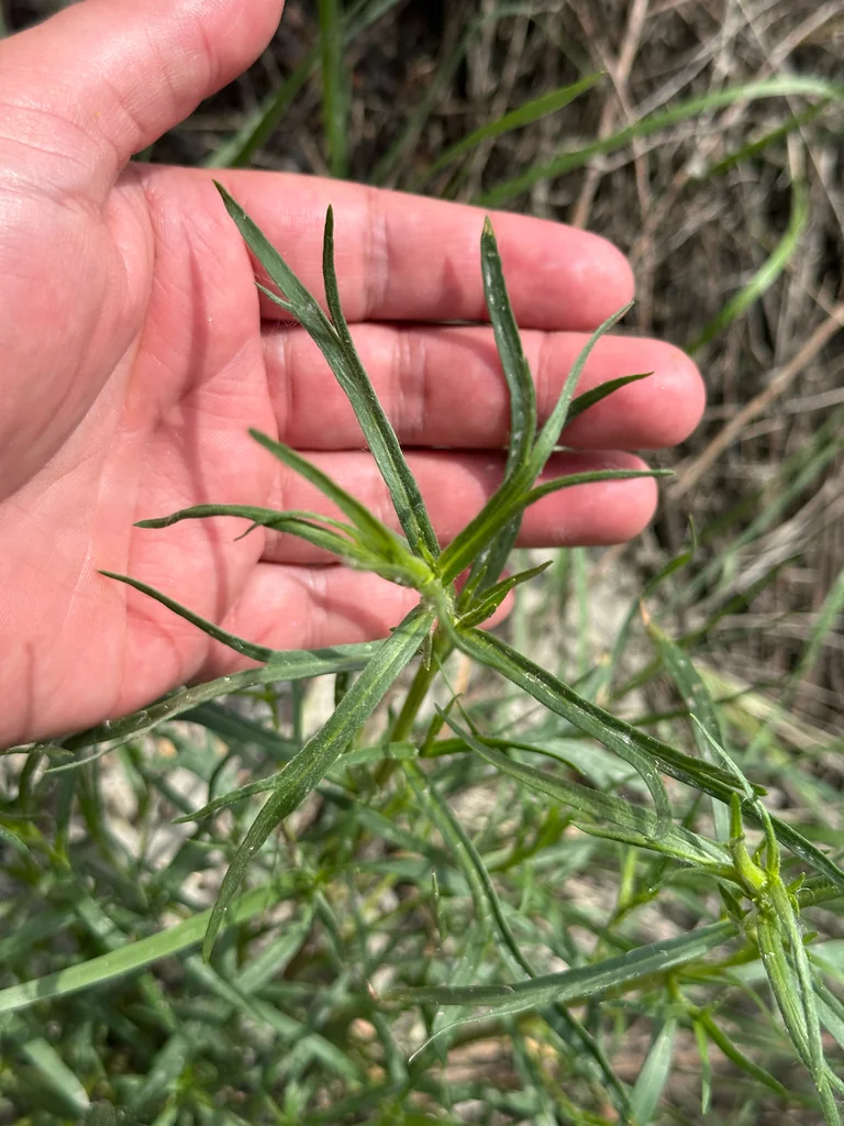 Artemisia Dracunculus
