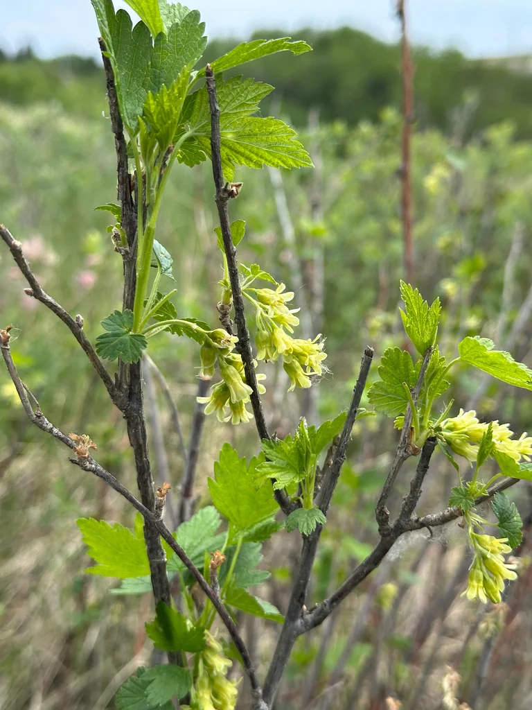 Ribes Americanum
