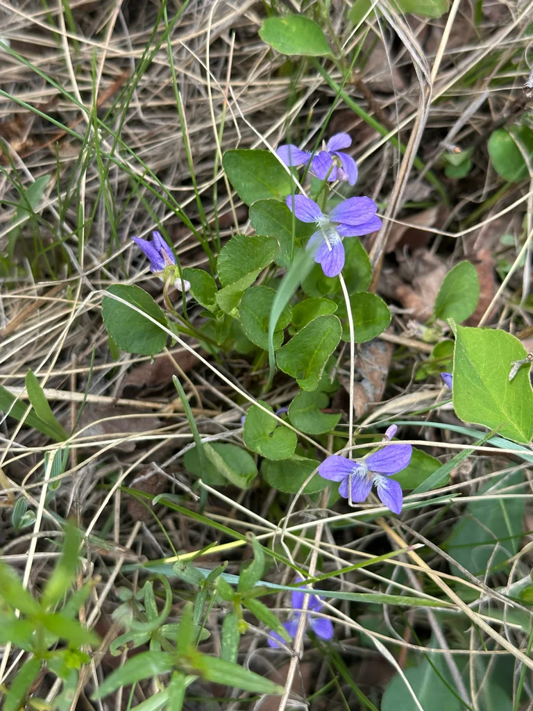 Viola Adunca