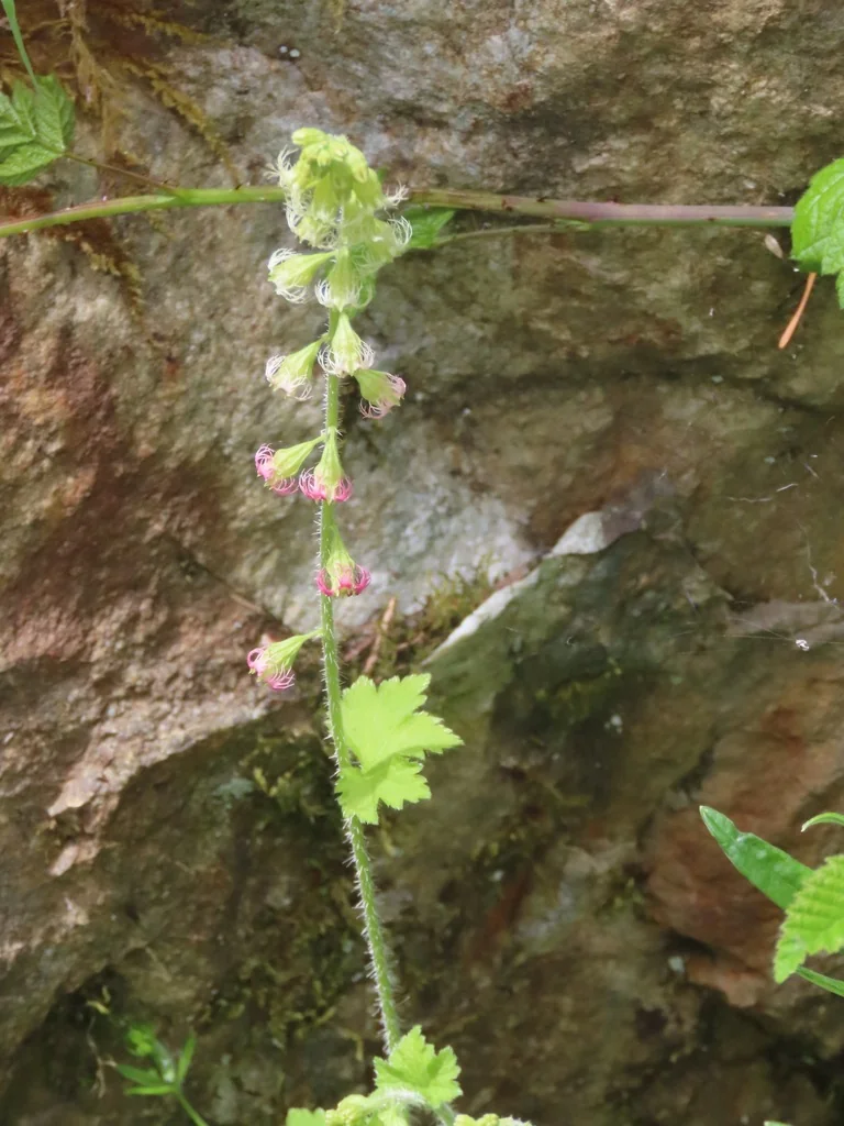Tellima Grandiflora