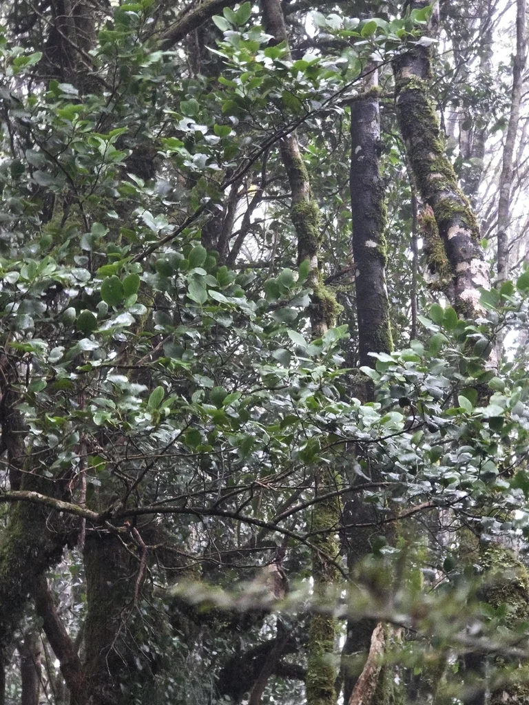 Griselinia Littoralis