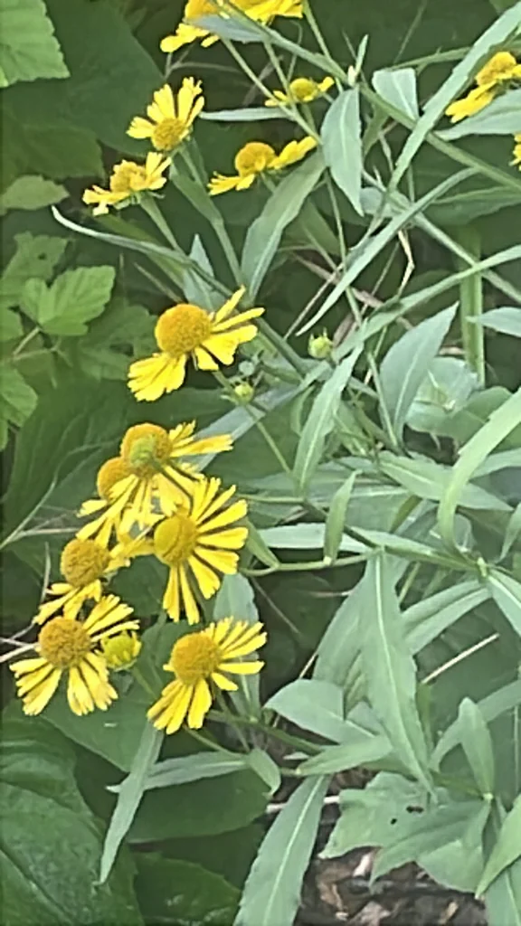 Helenium Autumnale