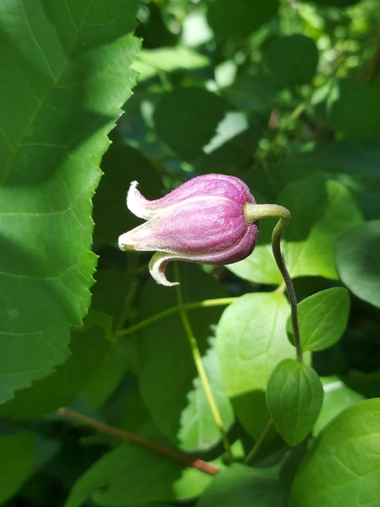 Clematis Viorna
