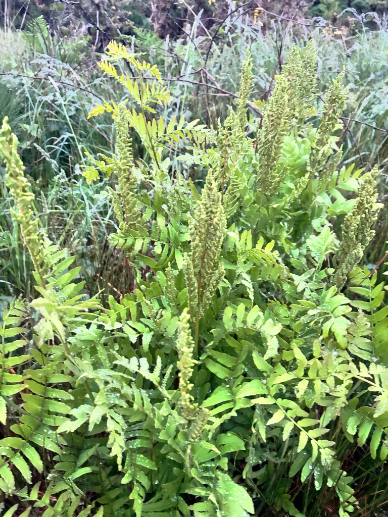 Osmunda Regalis