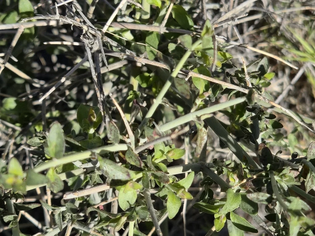 Scutellaria Mexicana