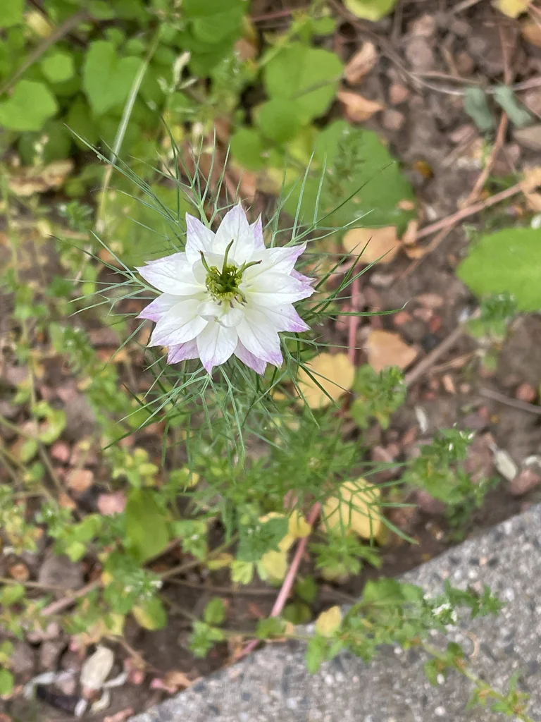 Nigella Damascena