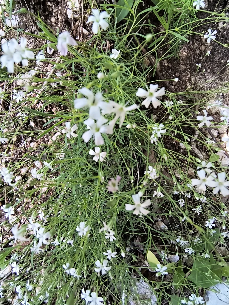 Gypsophila Repens