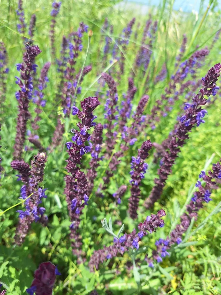 Salvia nemorosa