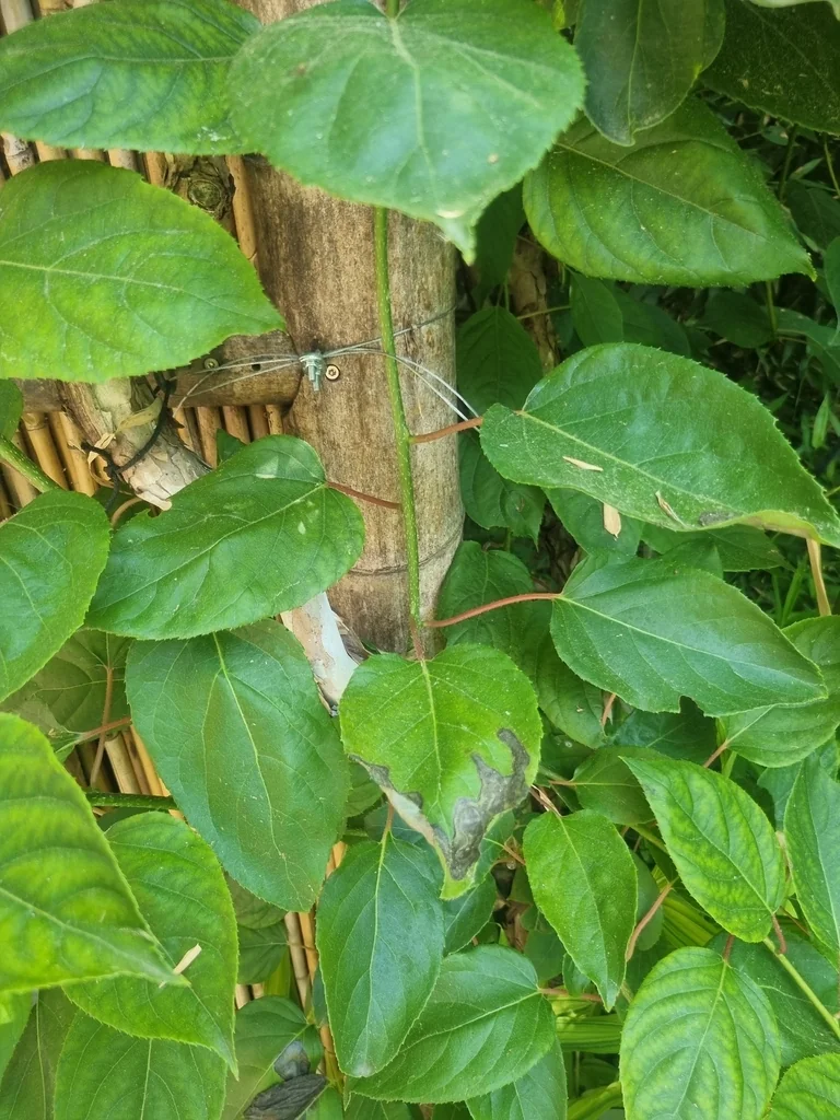 Actinidia Arguta