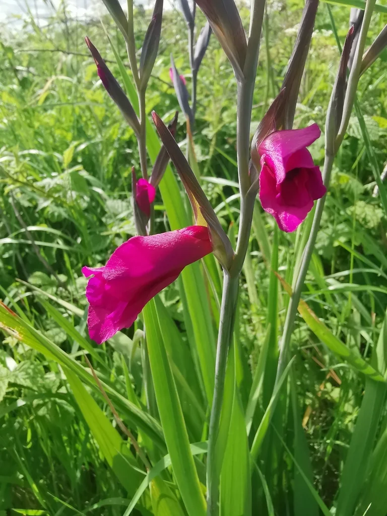 Gladiolus Communis