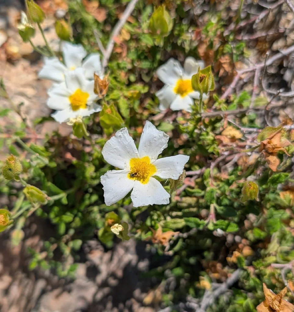 Cistus Salviifolius