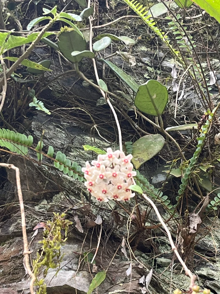 Hoya carnosa