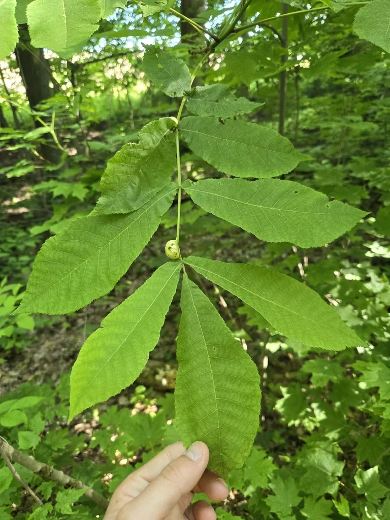 Carya Cordiformis