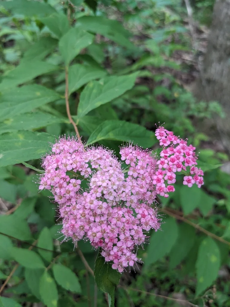 Spiraea japonica