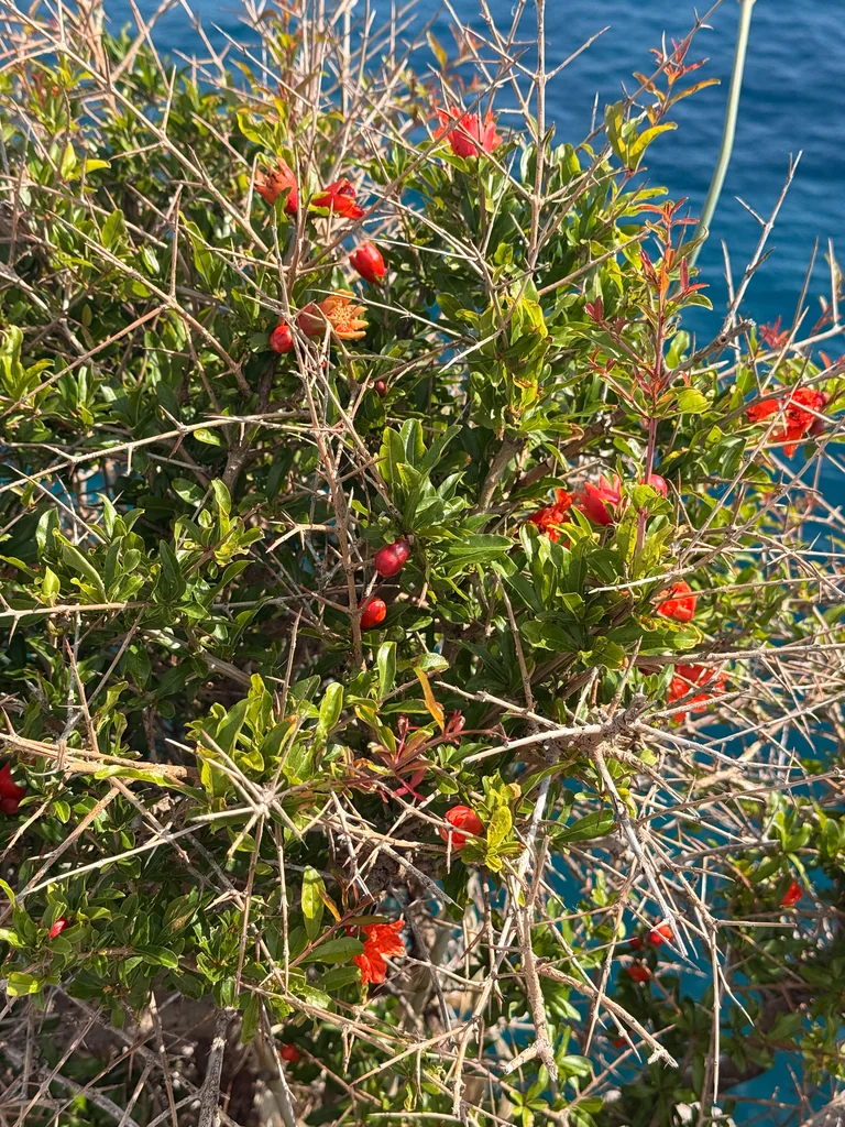 Punica granatum