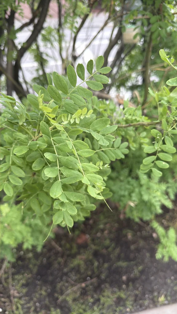 Caragana Arborescens